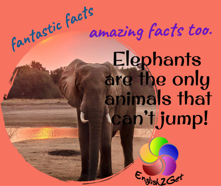 Fantastic Facts about Elephants